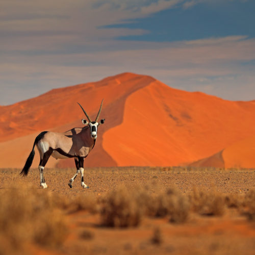 Gemsbok with orange sand dune evening sunset. Gemsbuck, Oryx gazella, large antelope in nature habitat, Sossusvlei, Namibia. Wild animals in the savannah. Animal with big straight antler horn.