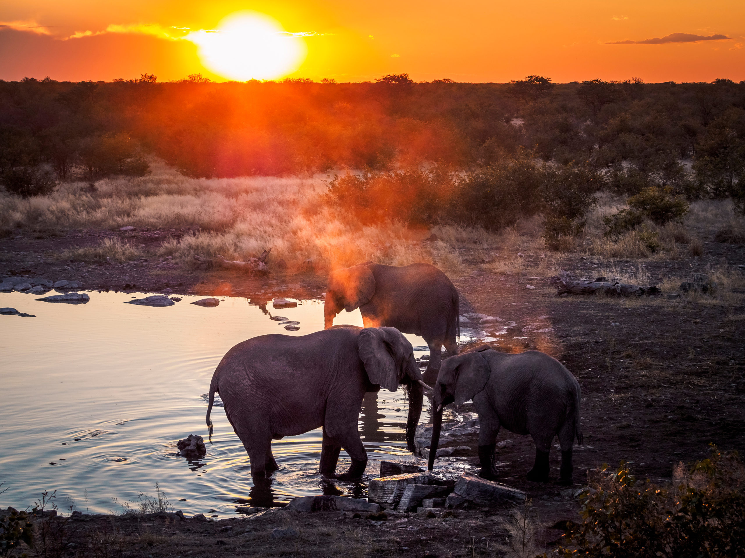 Group of three elephants enjoying the cool water of a waterhole during an amazing african sunset in Etosha-Nationalpark